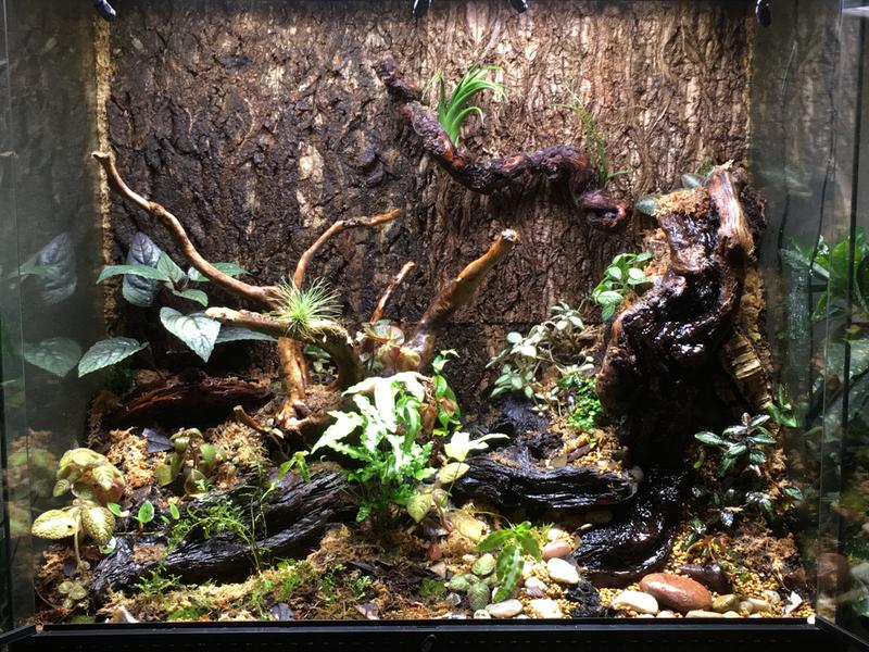 petco terrarium sale