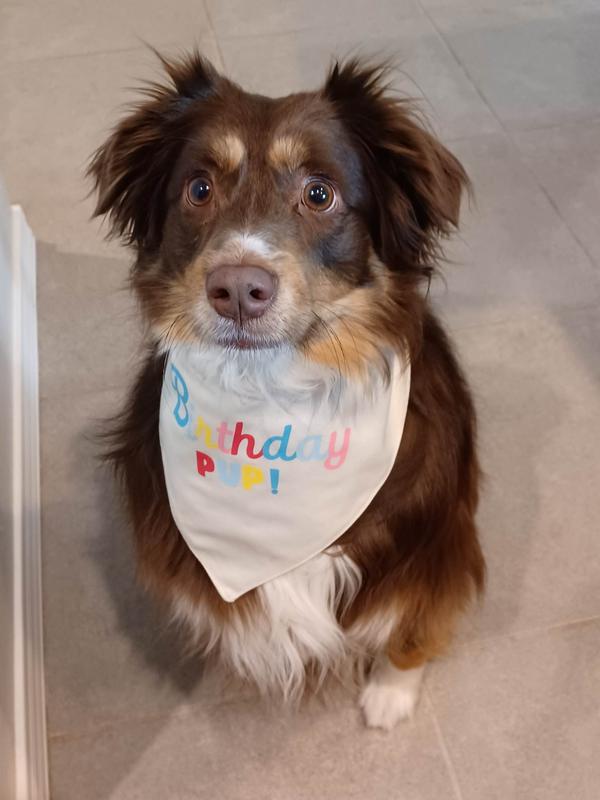 Petco birthday bandana hotsell