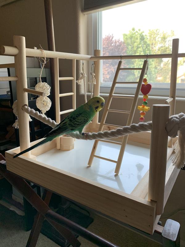 Sweet Pete sitting on the rope