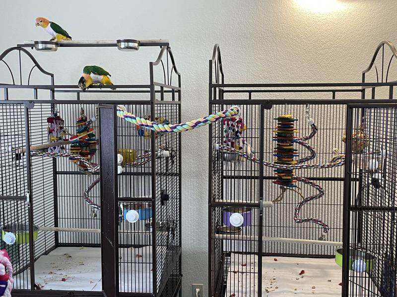 The boys checking out the cages.