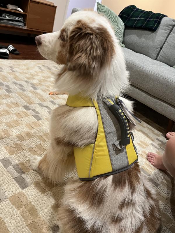 Medium was the right fit for my smaller Aussie
