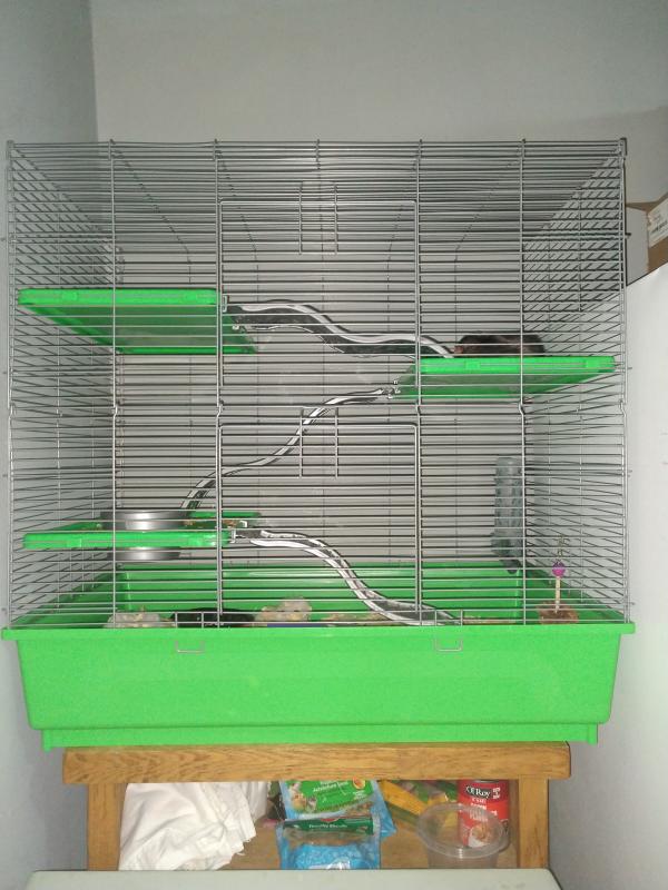 Kaytee multi level exotics cage sale