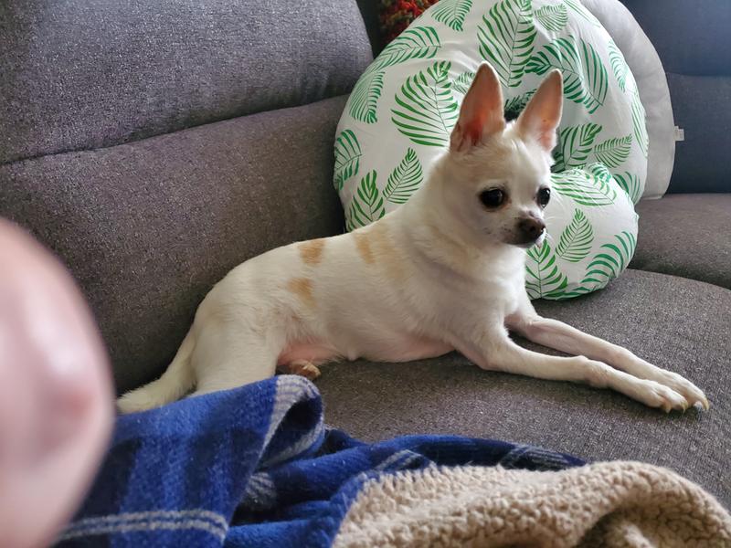 My "Lil Man". He's a  toothless 13+ rescued chihuahua named Quervo', my constant companion.  Love him so very much, he's quite the lil treasure!!