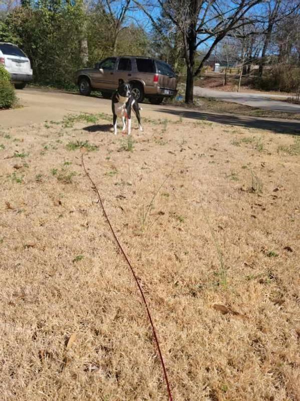 The hoop shop dog tie out