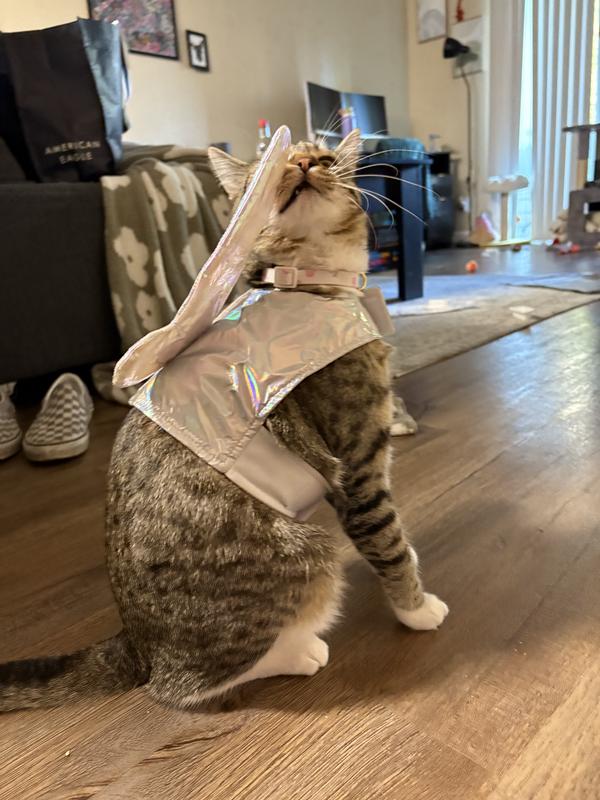 Kittyfairy