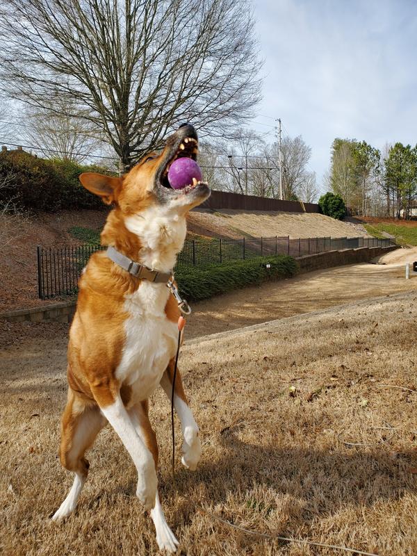 Kilo could play all day!