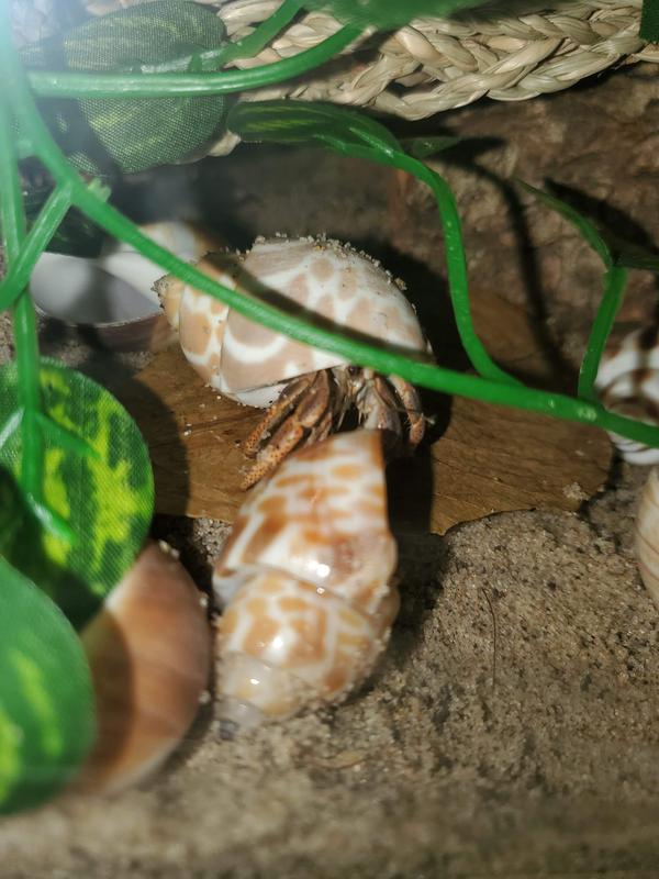 Out of the shiney shells and immediately into natural shells.