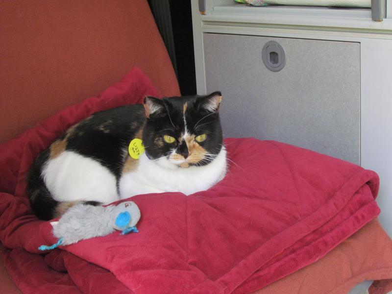 Lizzy goes camping