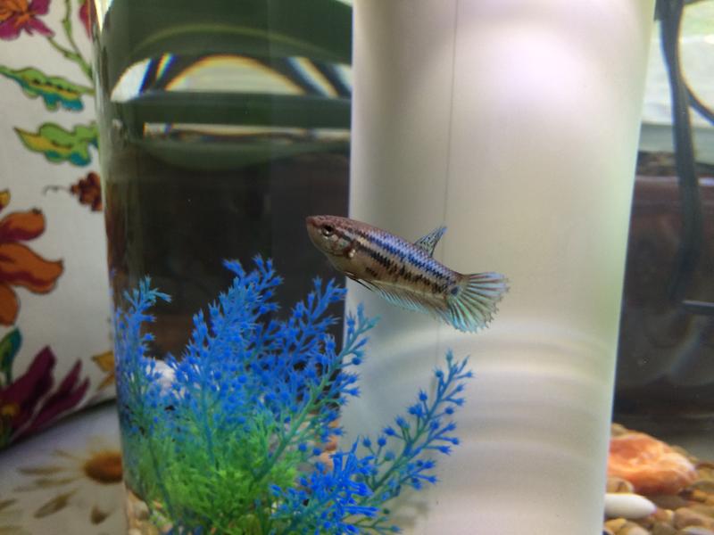 Blue Female Veiltail Betta Fish Petco