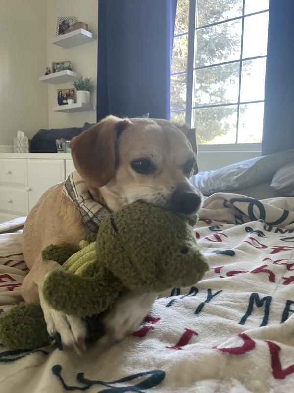 Copper being introduced to his "baby" for the first time