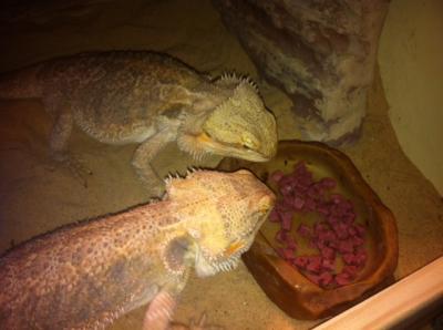 Yoshi & Puff eating Bites