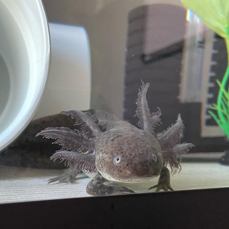 20 Axolotls Worms - African Nightcrawlers (Fresh DAILY)