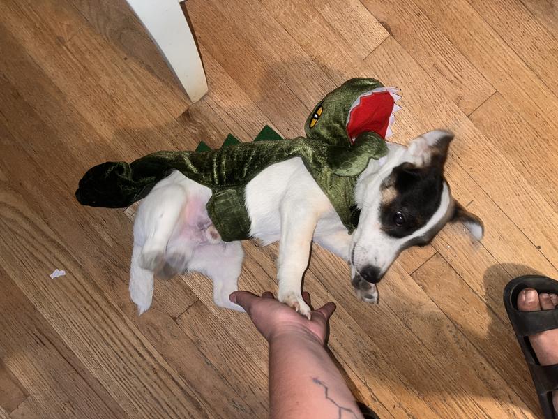 The biting Jack russelsaurus… a very rare breed