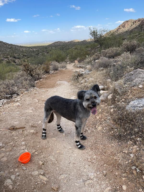 Good2go silicone dog clearance boots