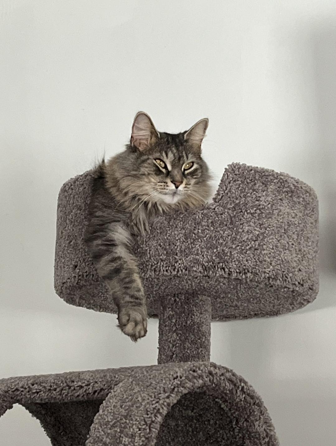 Carpet Cat Trees Near Me New Cat Condos Tiered Carpeted Solid Wood