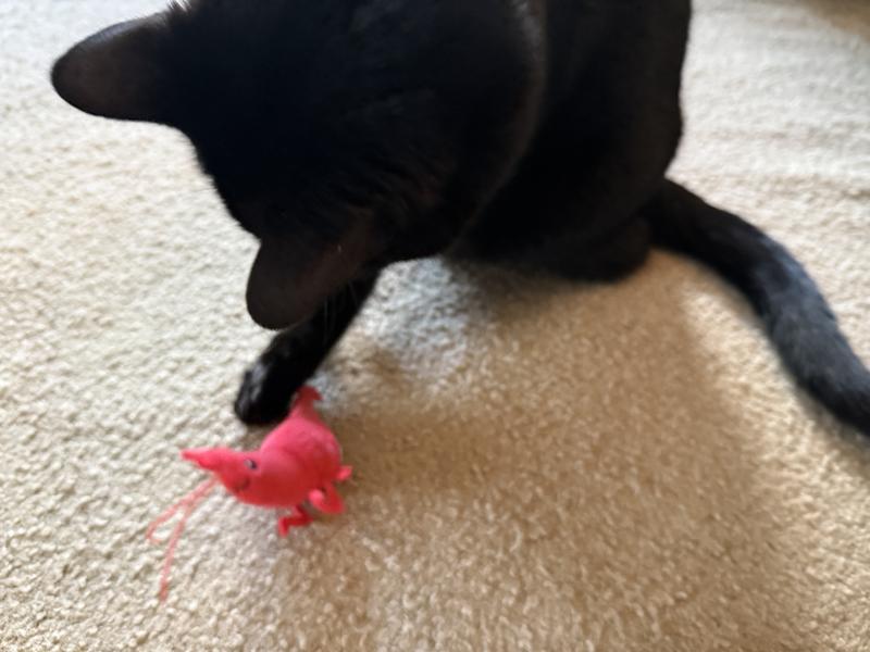 Kitty play time