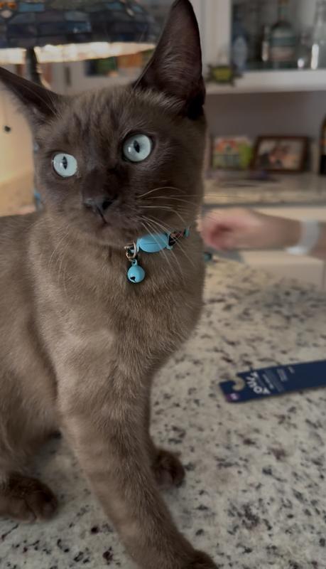 Just because he’s handsome with his new collar
