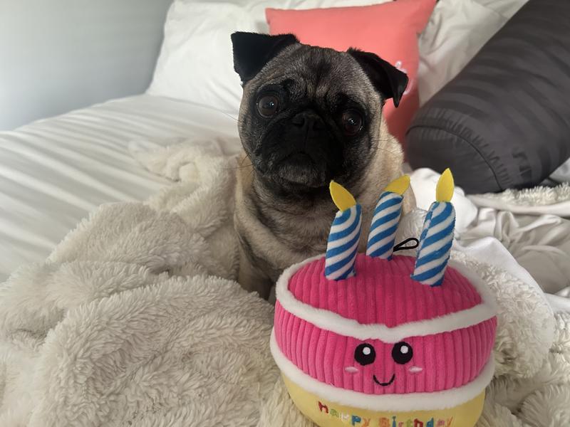 Freshpet Vital GrainFree Beef & Bison Fresh Dog Food, 1 lb. Petco