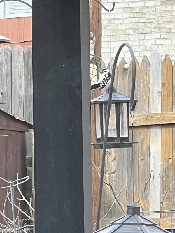 Backyard bir