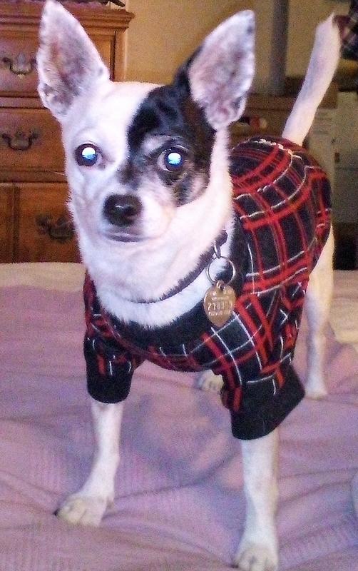 Freshpet Vital GrainFree Beef & Bison Fresh Dog Food, 5 lbs. Petco