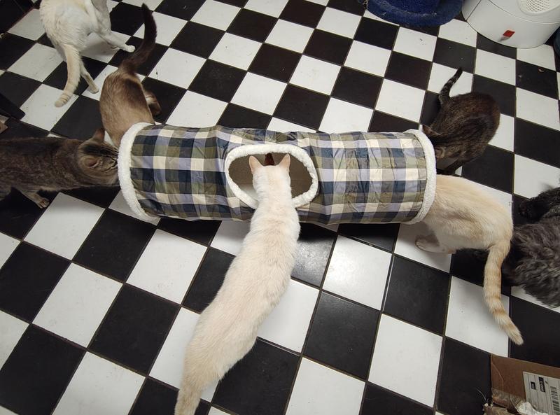 All cats wanted to play with it right away!