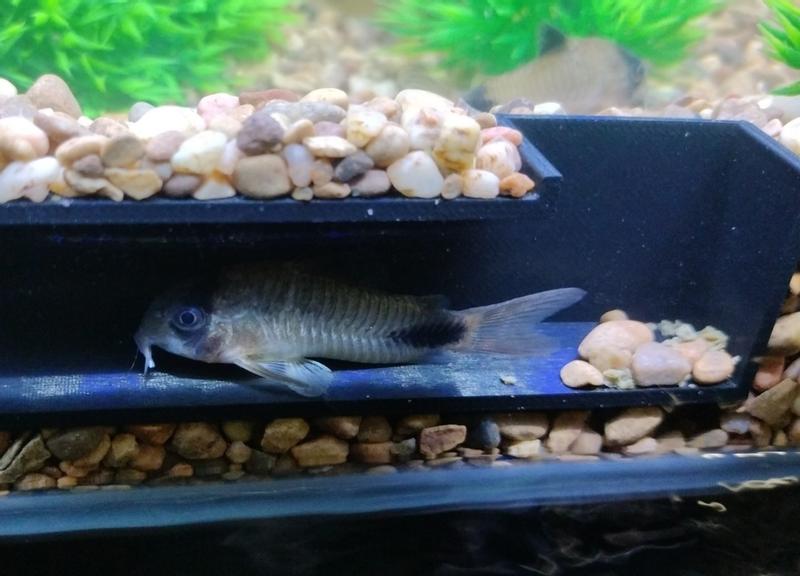 Panda Cory Catfish For Sale Petco