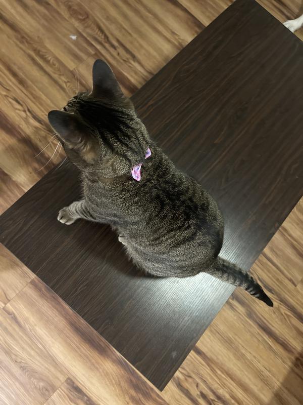 Zarias new collar