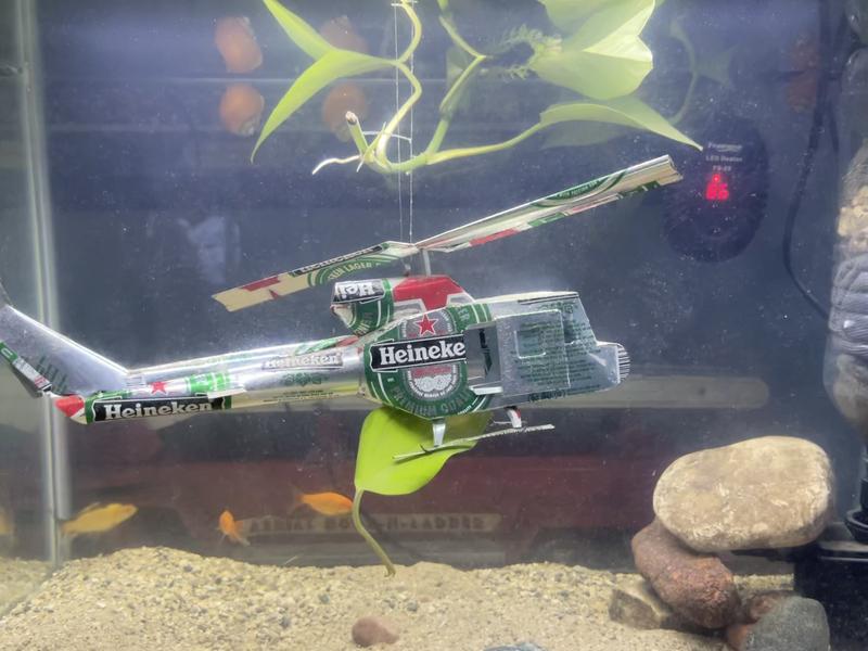 Feeder Fish Resuces in their tank