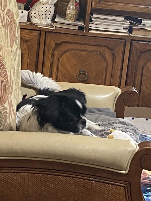 Well & Good Oatmeal Medicated Dog Shampoo, 16 fl. oz. Petco