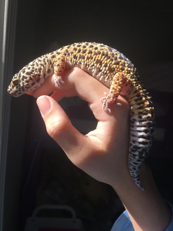 Petco leopard hot sale gecko