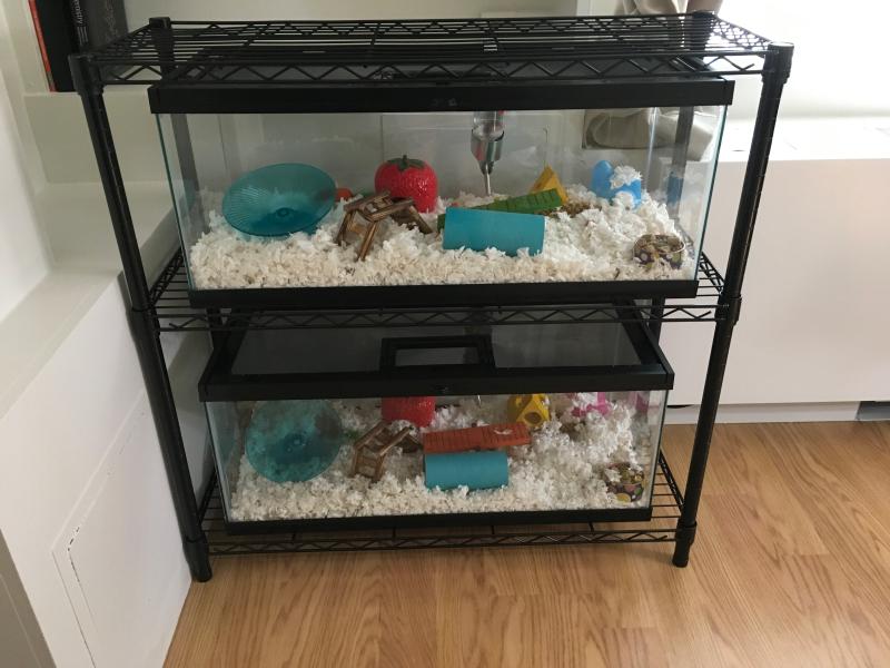 20 gallon hamster tank