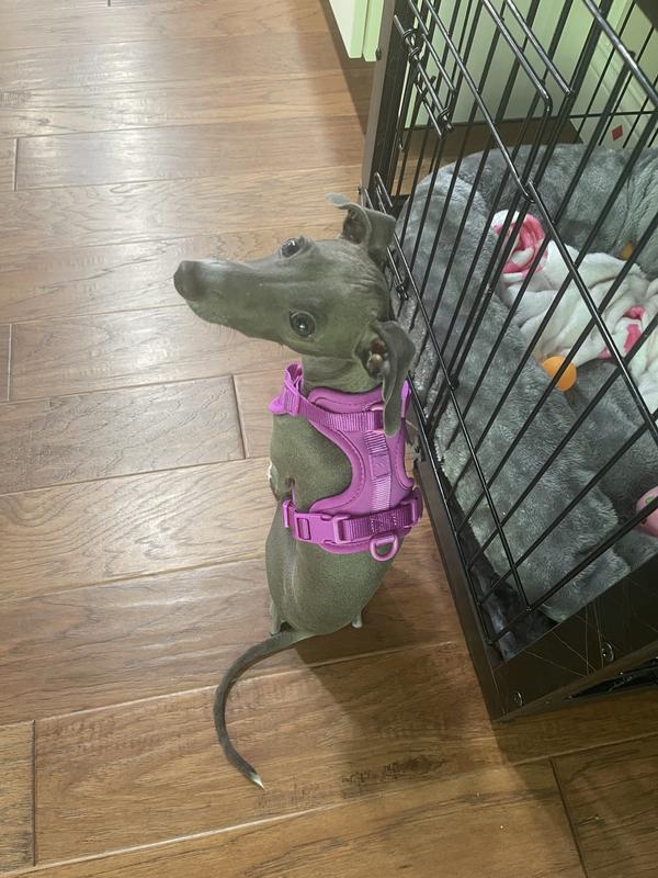 XS, 7lbs, 4.5 month Italian greyhound