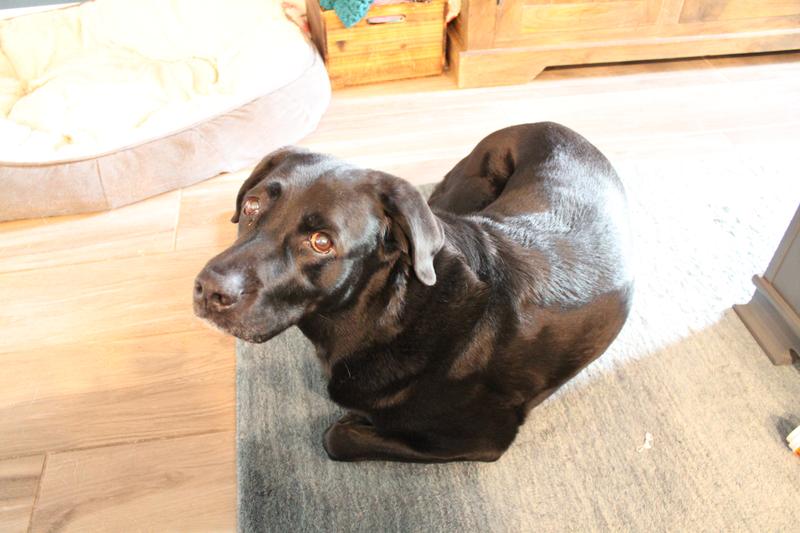After eating all the treats up