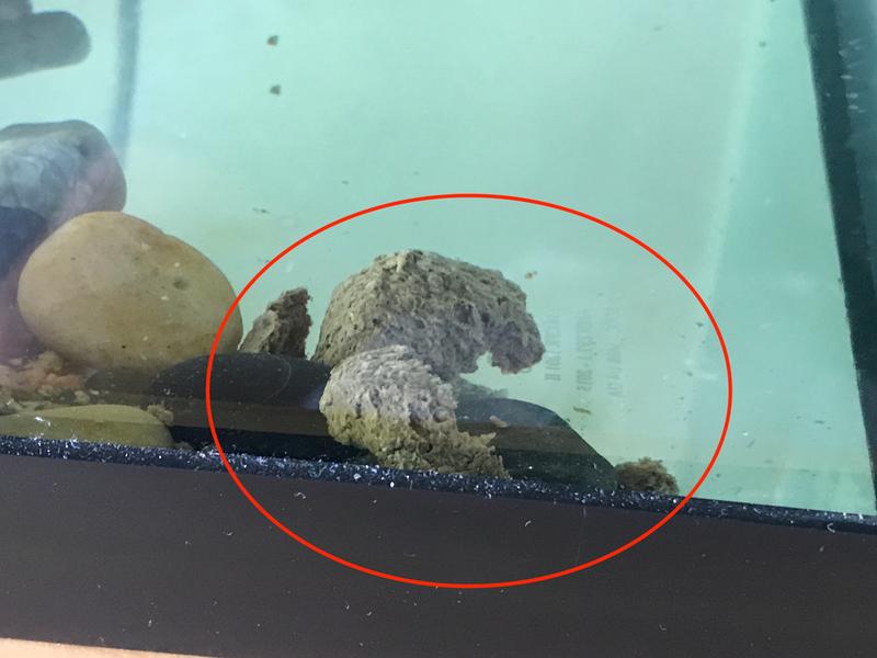It sunk to the bottom after about a minute and began falling apart, dirtying the water.