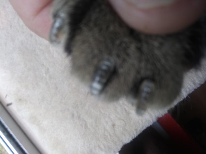 Soft Claws Clear Small Cat Nail Caps for Scratch Control Safety