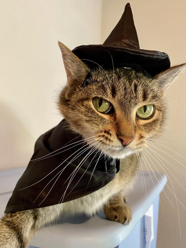 Cat in hotsell witch costume