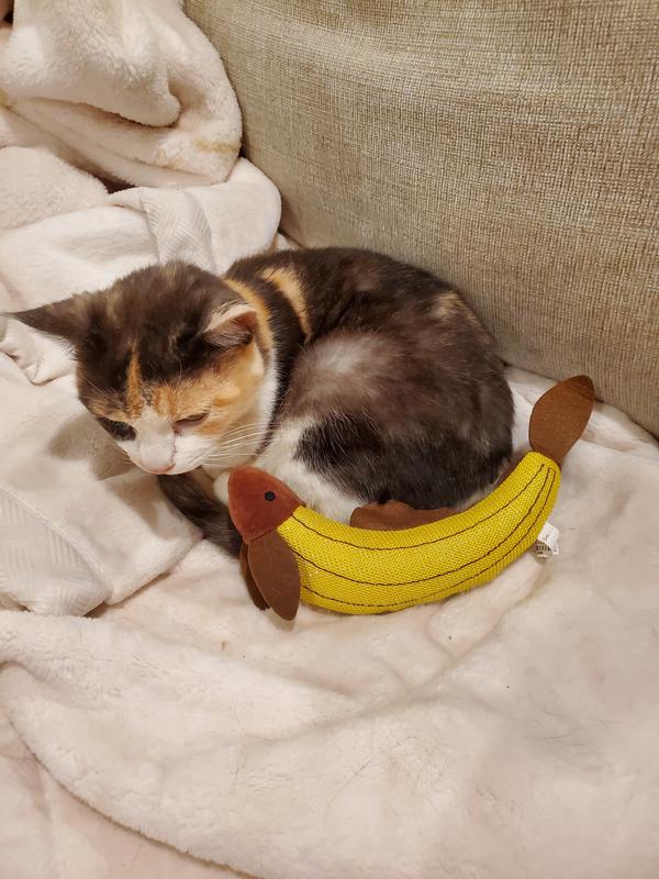 Photo - commentaire&nbsp;2.