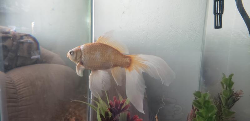 My fish is 10 years old