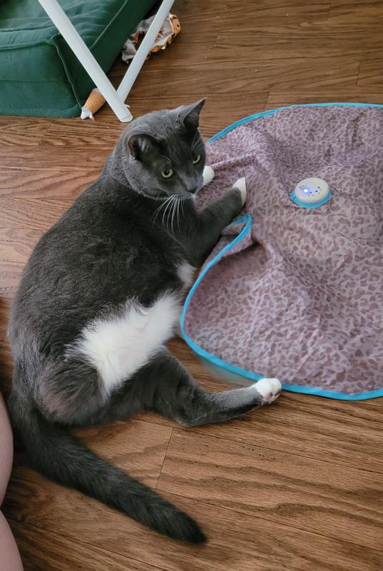 Taro and his toy!