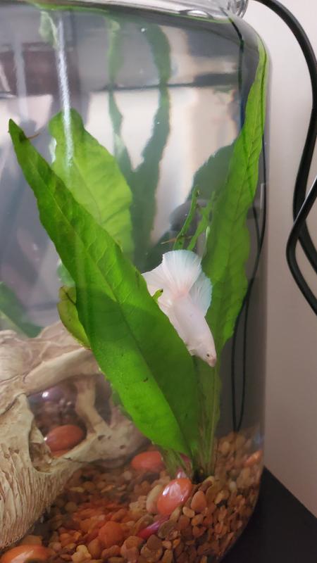 Sicce Easy Line Nano Micron Internal Filter, 53 gal/hr | Petco