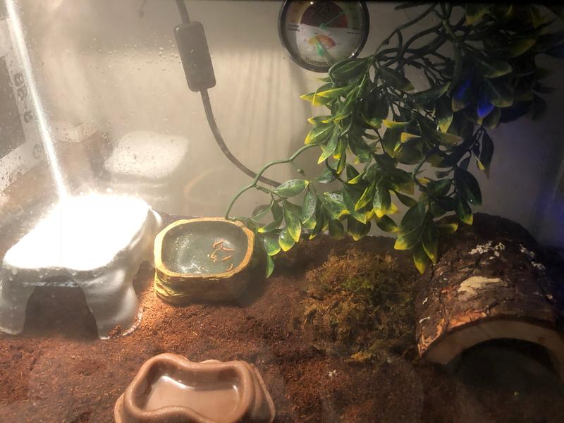 Repti fogger petco new arrivals