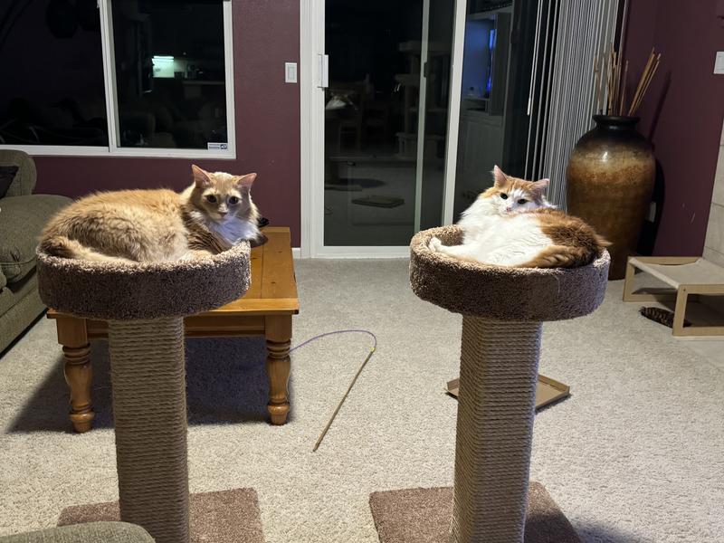 Peace is two scratching posts