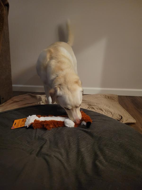 Shaking fox
