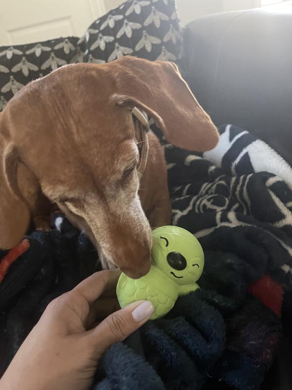 She loves the squeaker in this toy!