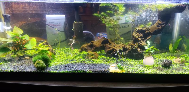 Planted tank