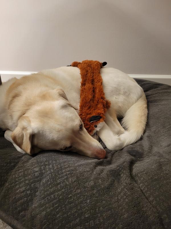 Sleeping with fox