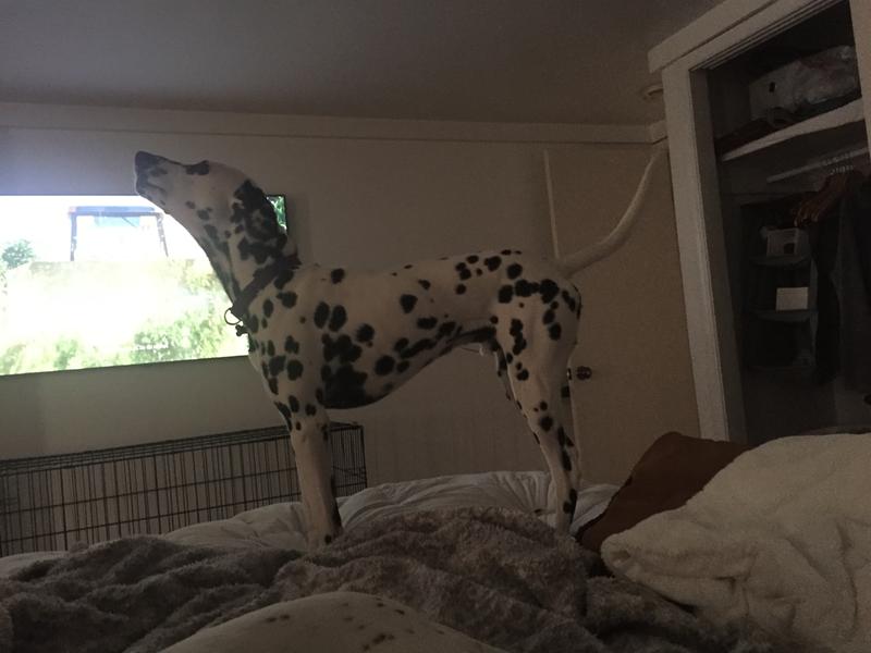 royal canin puppy dalmatian