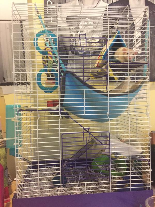 WARE Chew Proof Four Story Hamster Cage | Petco