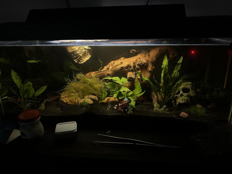 20 gallon Long is the perfect size tank 