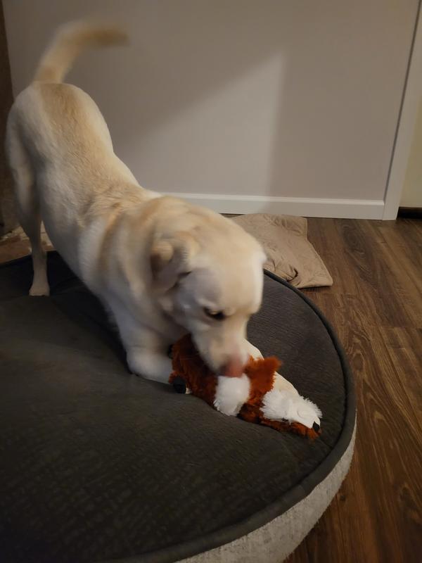 Biting fox